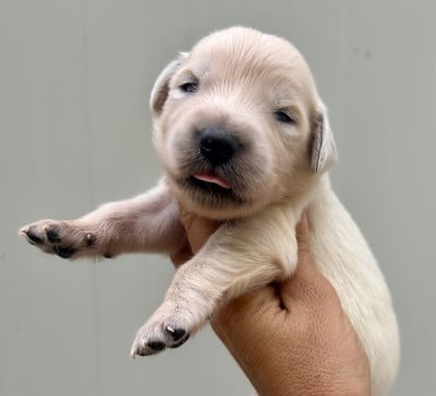 Chiot N°4 - Golden Retriever