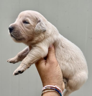 Chiot N°5 - Golden Retriever