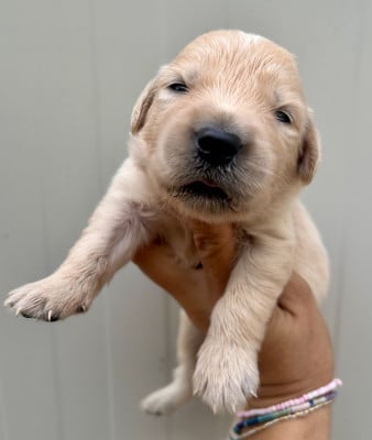 Chiot N°6 - Golden Retriever