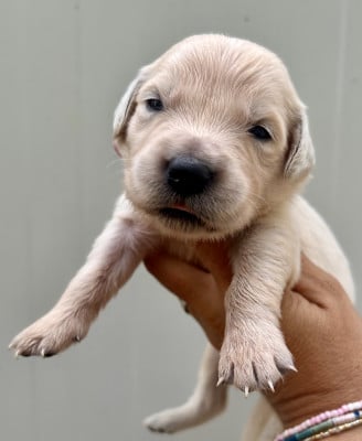 Chiot N°7 - Golden Retriever