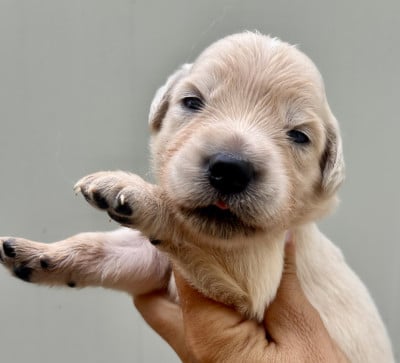 Chiot N°8 - Golden Retriever
