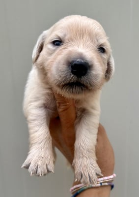Chiot N°9 - Golden Retriever