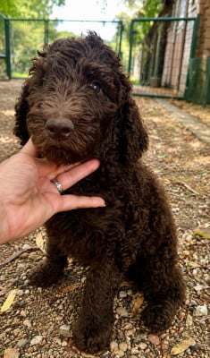 Les chiots de Caniche