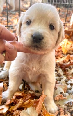Les chiots de Golden Retriever