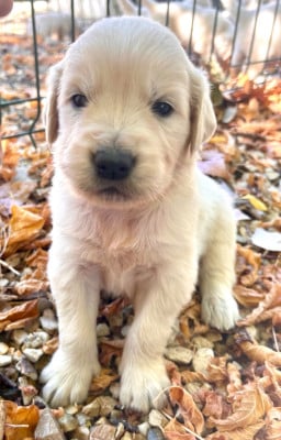 Les chiots de Golden Retriever