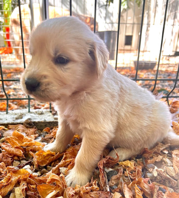 Les chiots de Golden Retriever