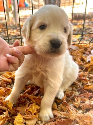 Les chiots de Golden Retriever