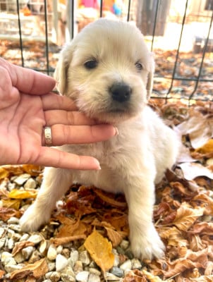 Les chiots de Golden Retriever