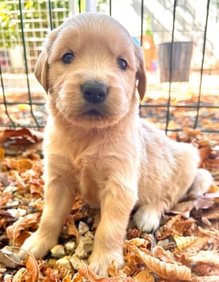 Les chiots de Golden Retriever