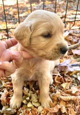 Les chiots de Golden Retriever