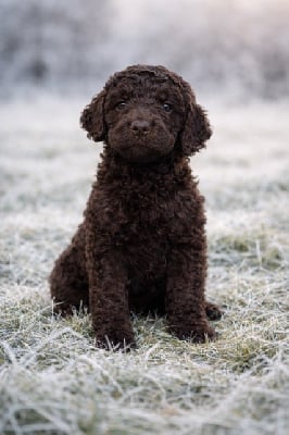 Les chiots de Caniche