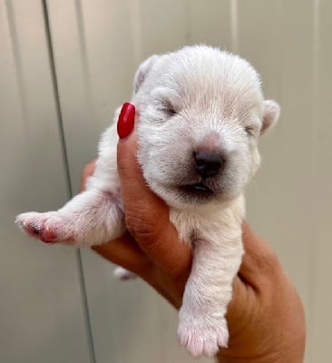 Les chiots de West Highland White Terrier