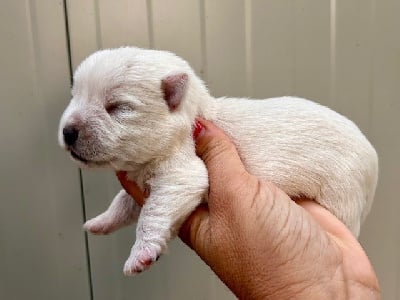 Les chiots de West Highland White Terrier