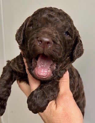 Les chiots de Caniche