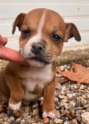 Les chiots de Staffordshire Bull Terrier
