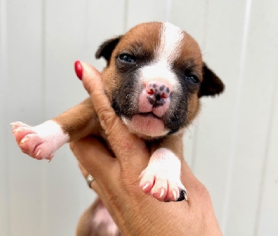 Les chiots de Staffordshire Bull Terrier