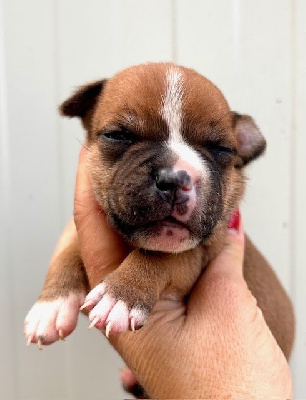 Les chiots de Staffordshire Bull Terrier
