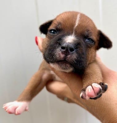Les chiots de Staffordshire Bull Terrier