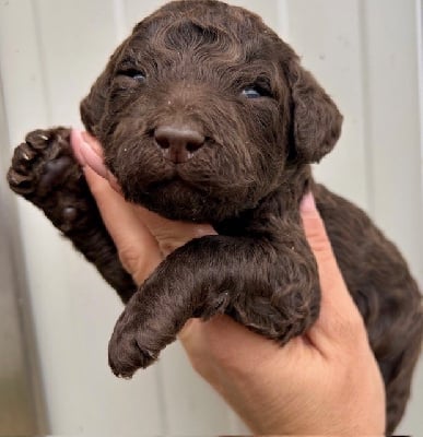 Les chiots de Caniche