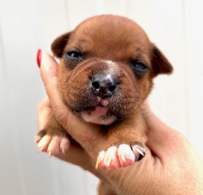 Les chiots de Staffordshire Bull Terrier