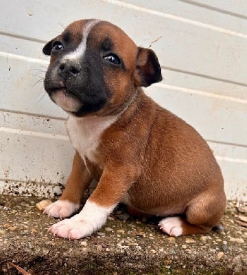 Les chiots de Staffordshire Bull Terrier