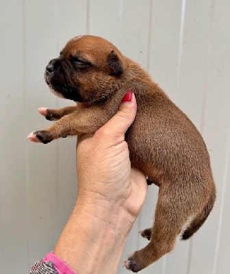 Les chiots de Staffordshire Bull Terrier