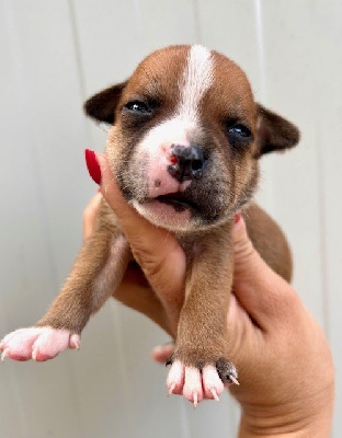 Les chiots de Staffordshire Bull Terrier