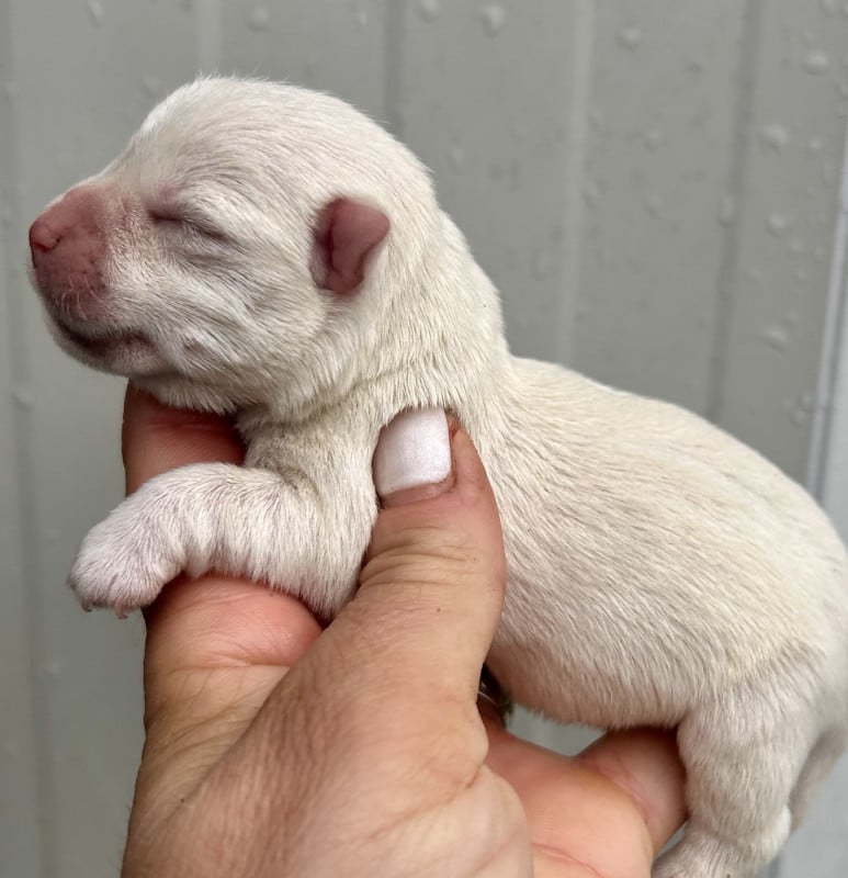 West Highland White Terrier - Du Coeur Des Terres