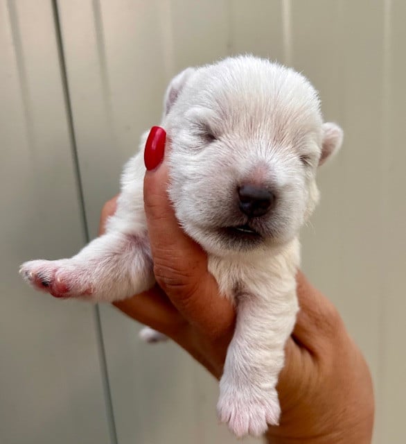 West Highland White Terrier - Du Coeur Des Terres