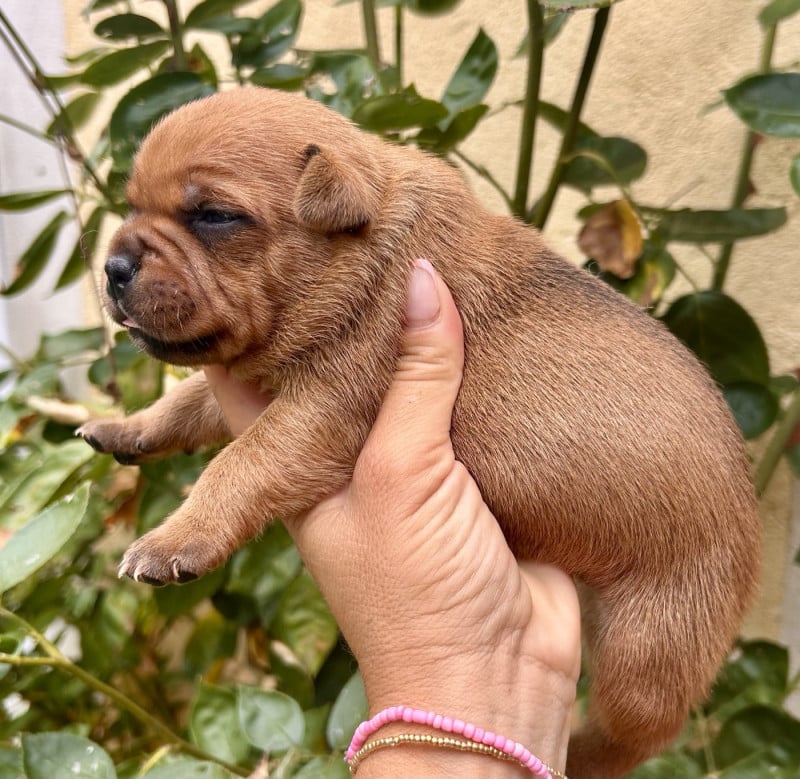 Staffordshire Bull Terrier - Du Coeur Des Terres