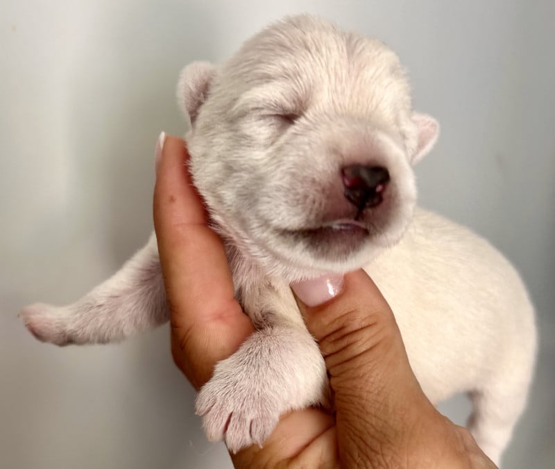 West Highland White Terrier - Du Coeur Des Terres