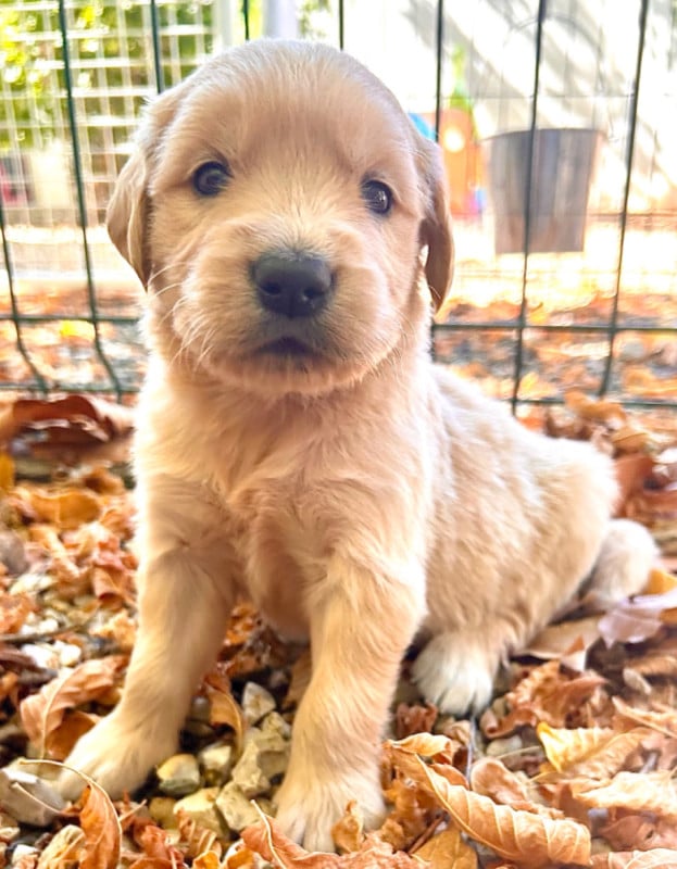 Golden Retriever - Du Coeur Des Terres