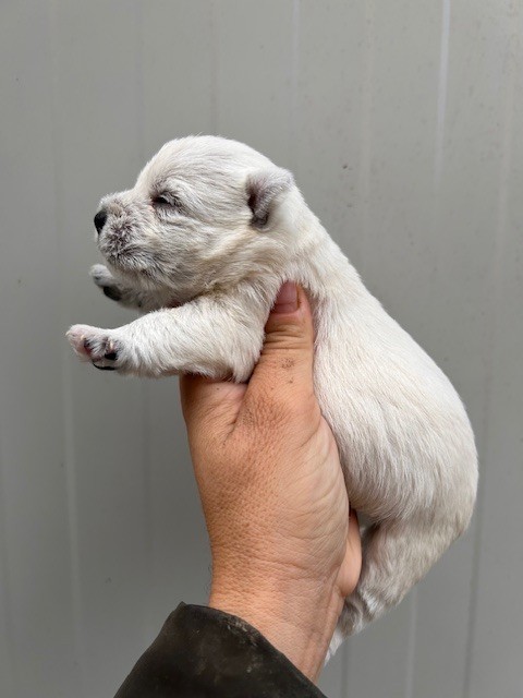 CHIOT 5 - West Highland White Terrier