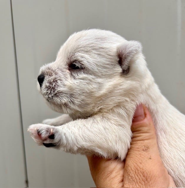 CHIOT 6 - West Highland White Terrier