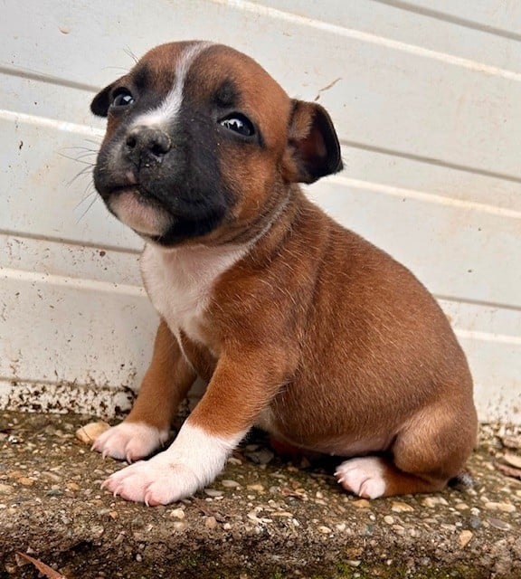 CHIOT 7 - Staffordshire Bull Terrier