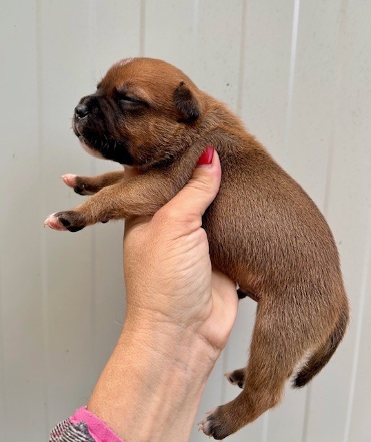 Staffordshire Bull Terrier - Du Coeur Des Terres
