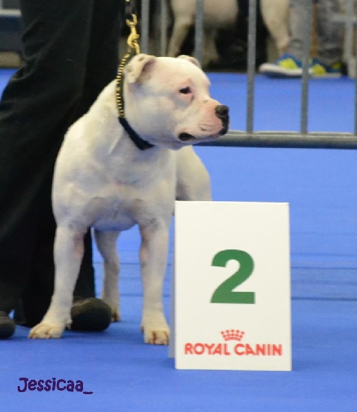 Gangster white des diamants de rottweil - 2ieme excellent