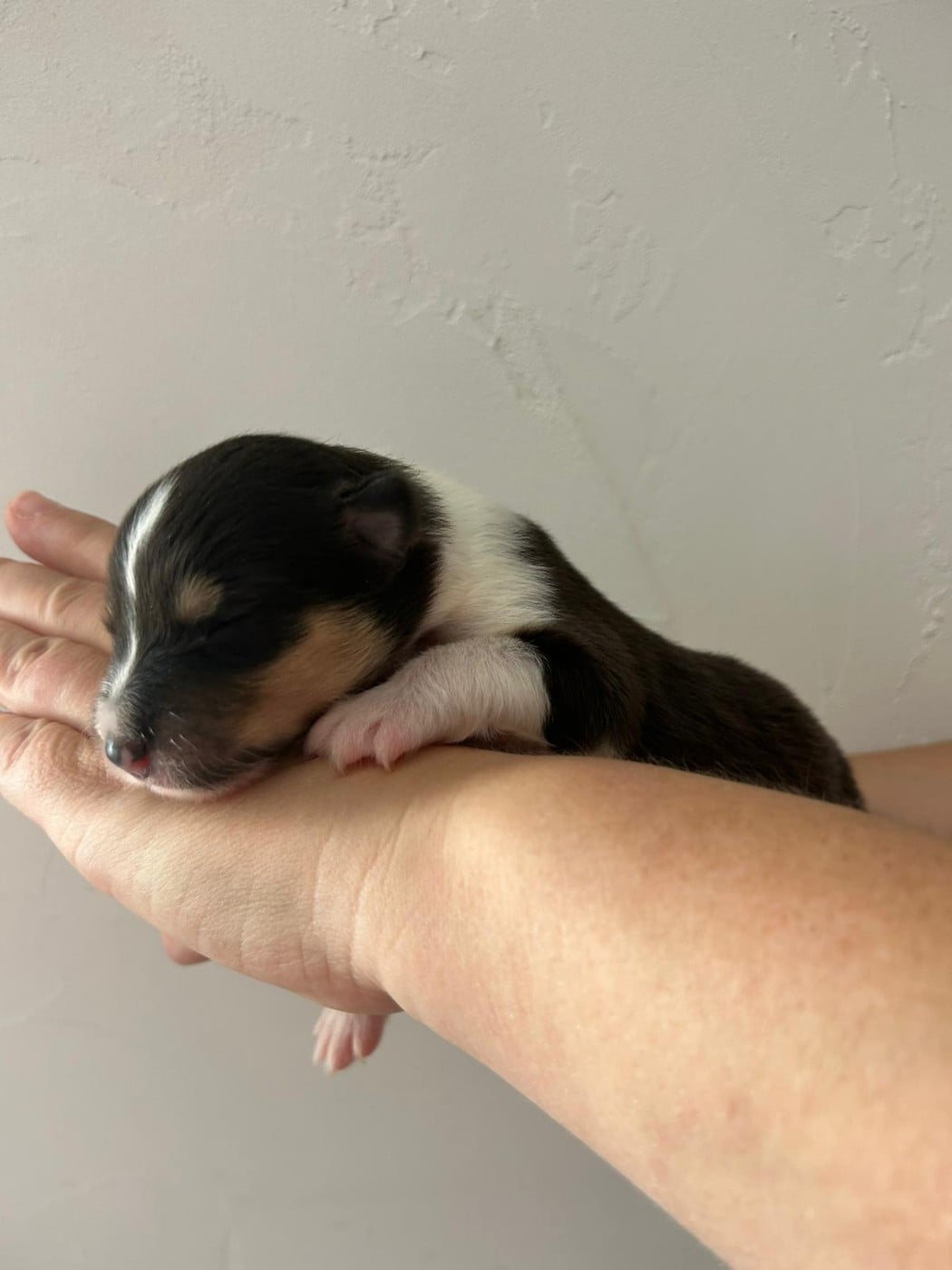 Chiot N°6 bijou - Colley à poil long