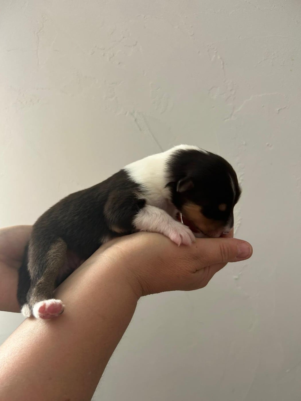 Chiot N°5 bella - Colley à poil long
