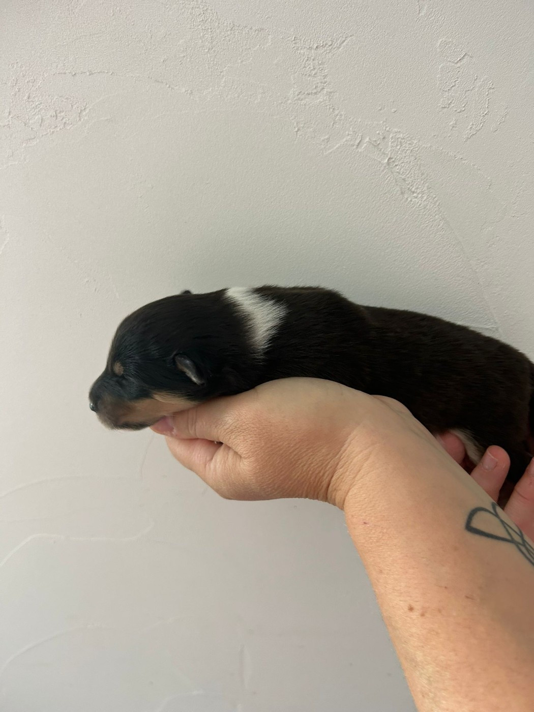 Chiot N°4 black panthère - Colley à poil long