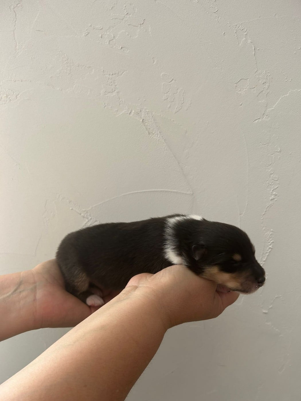Chiot N°1 beautiful black - Colley à poil long