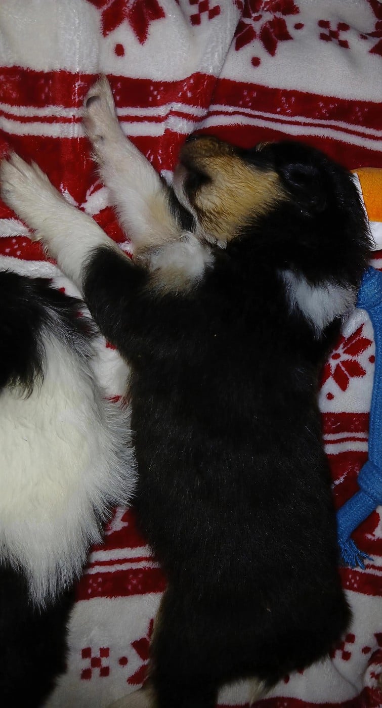 Chiot N°4 black panthère