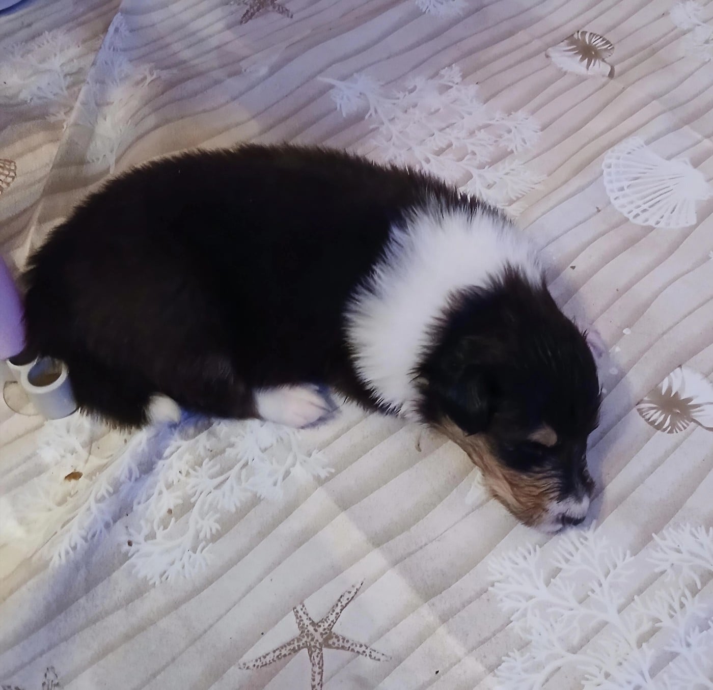 Chiot N°3 bounty