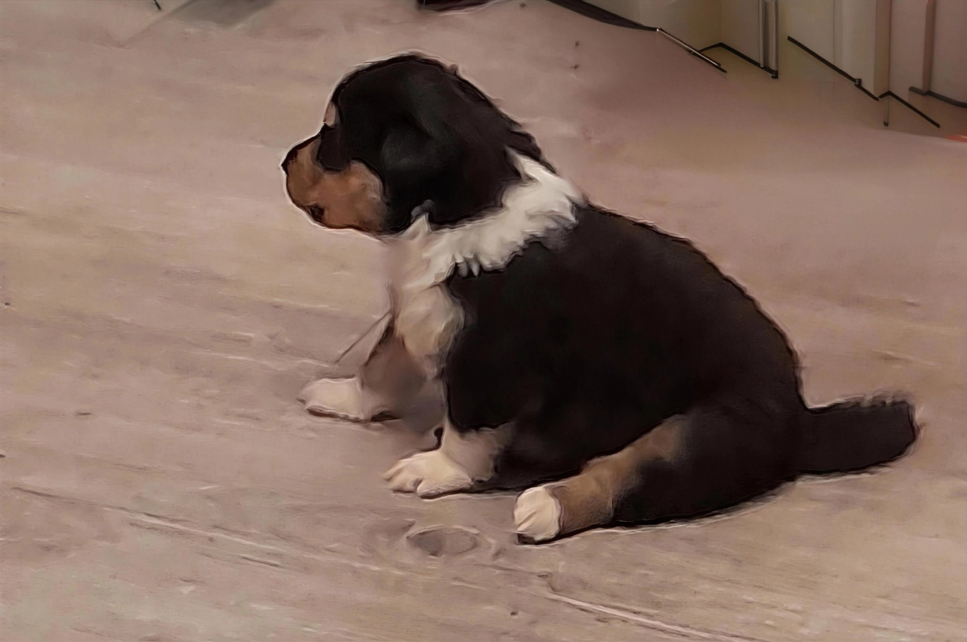 Chiot N°2 Billy night