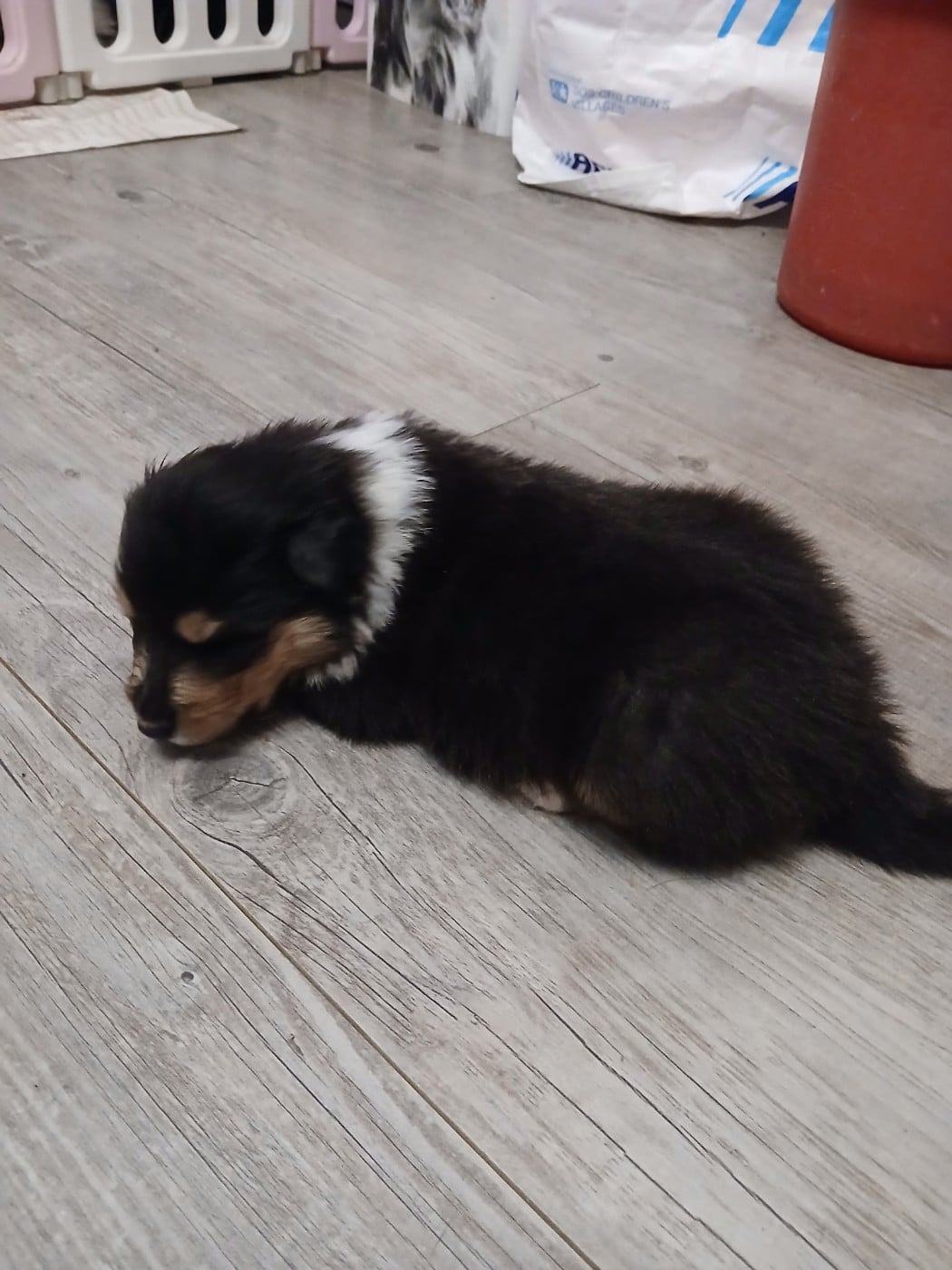Chiot N°1 beautiful black