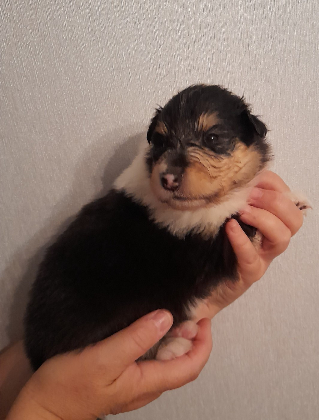 Chiot N°5 bella