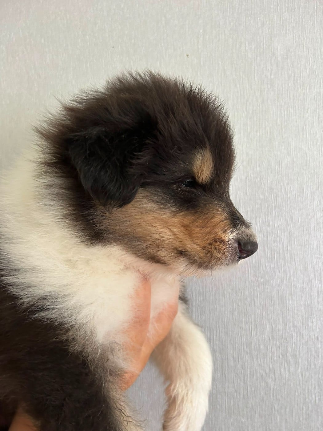Chiot N°3 bounty