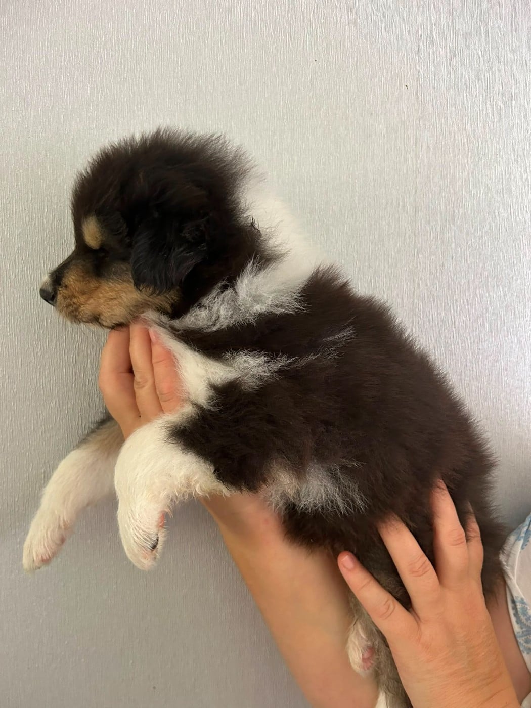 Chiot N°3 bounty