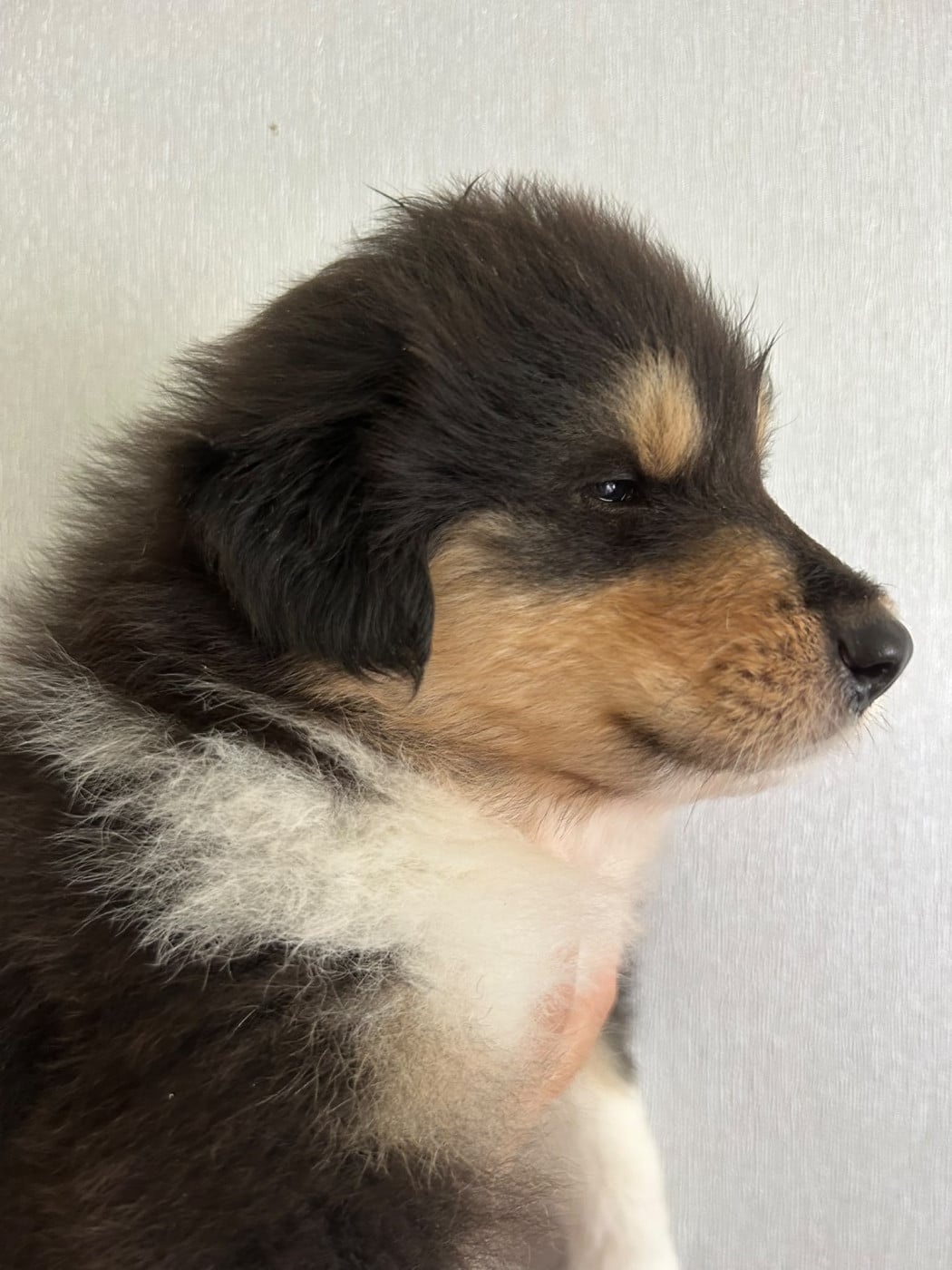 Chiot N°1 beautiful black