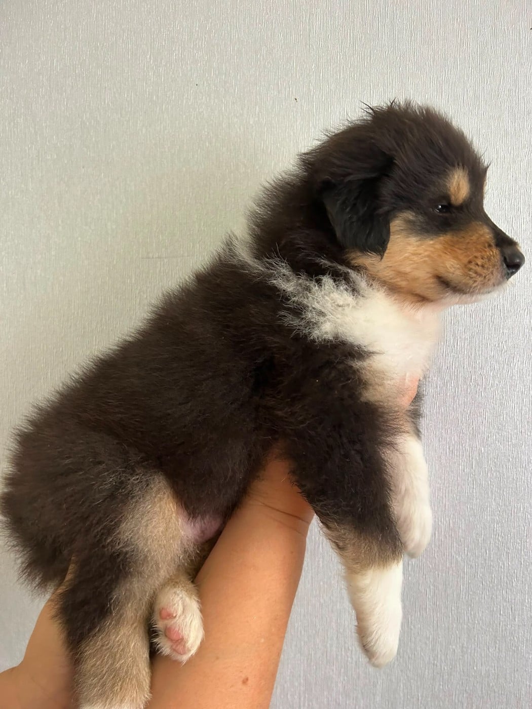 Chiot N°1 beautiful black